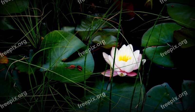 The Divine Consciousness Pond Nature Flowers Blossom