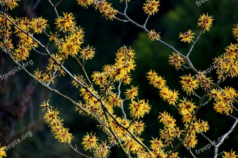 Nature Witch Hazel Hazel Free Photos