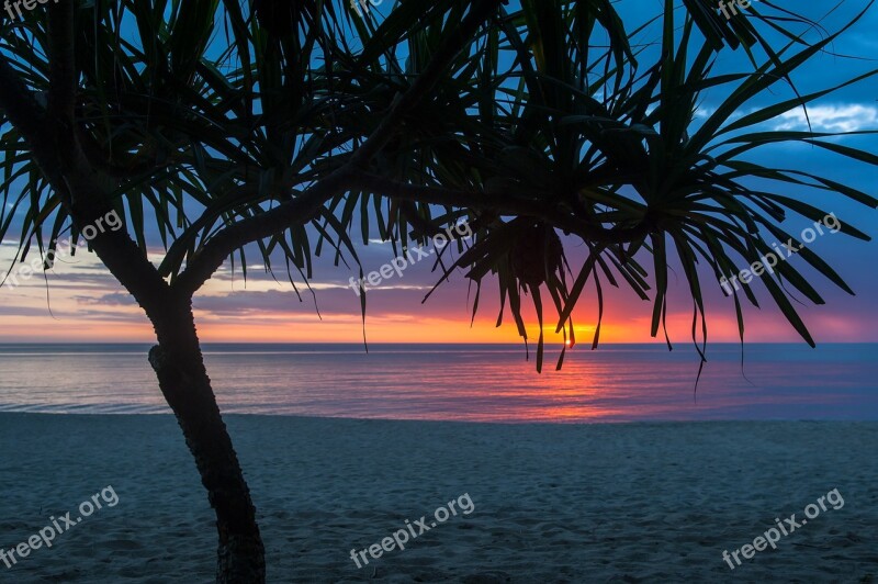 Tree Beach Water Seashore Summer