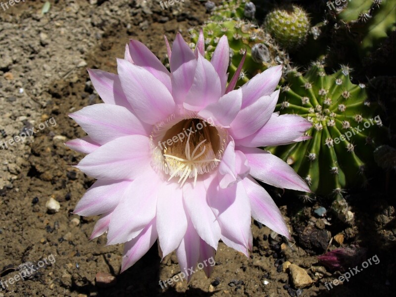 Nature Flower Plant Fulfillment Cactus