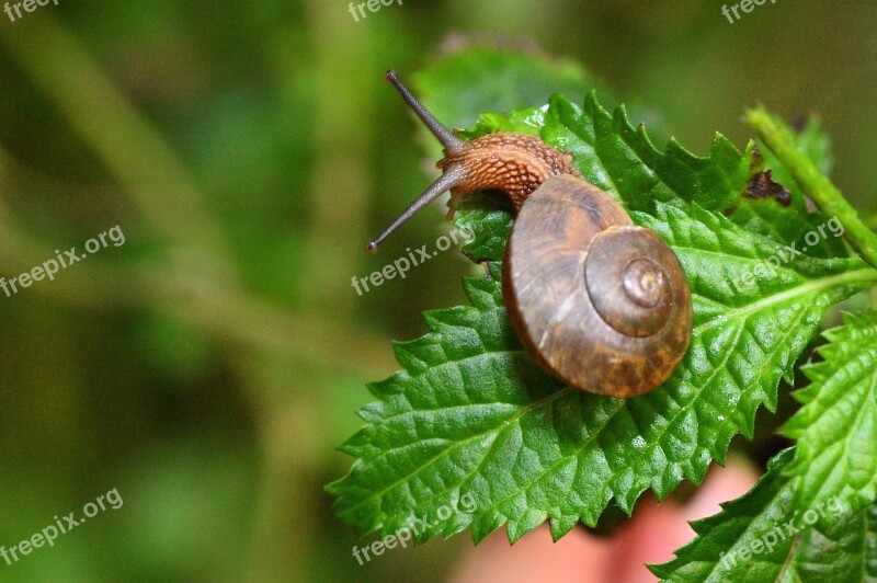 Nature Garden No Crest Of The Vertebral Animals Animal Leaf