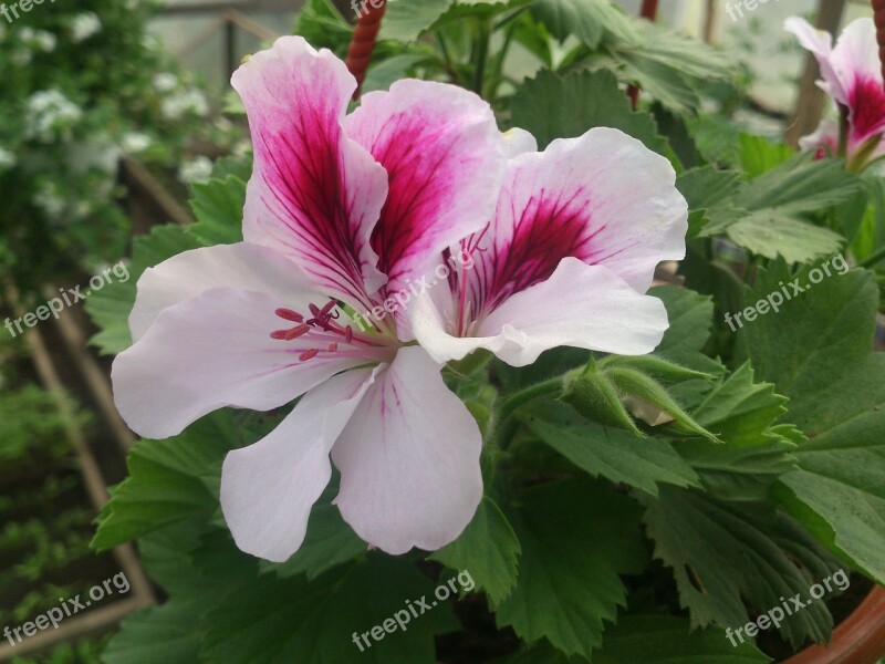 Geraniums Sera White Green Rustic