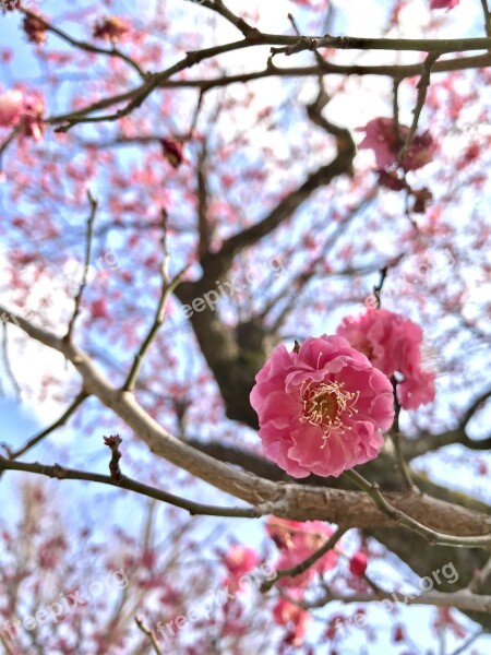 Cherry Wood Flowers Plant Outdoors