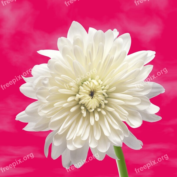 Flower White Flower Background Flower Background Flowers