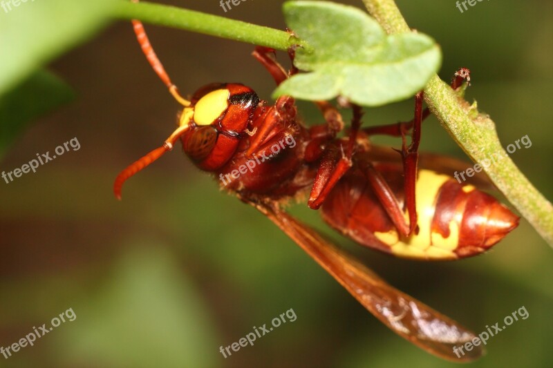 Insect Nature Bespozvonochnoe No One Outdoors