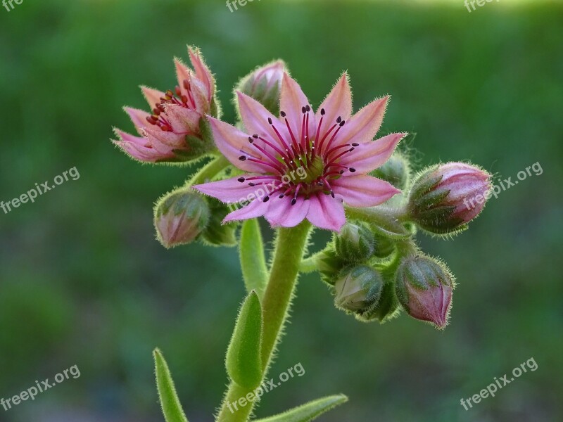 Netřesk Macro Flower Skalka Nature