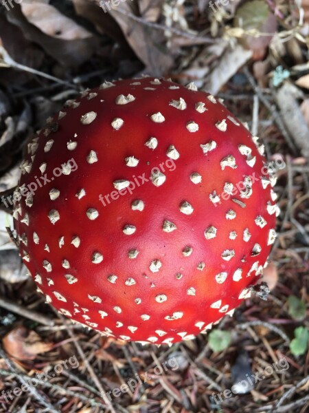 Nature Toxic Mushroom Amanita Muscaria Free Photos