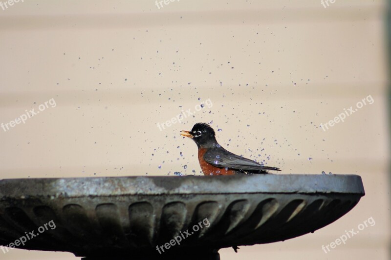 Robin Robin Red Breast Birdbath Bird Bath Free Photos