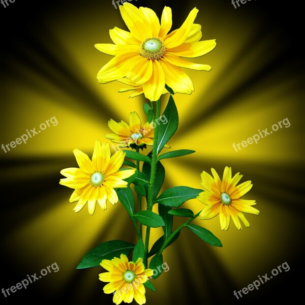 Flowers Flower Yellow Margaritas Background