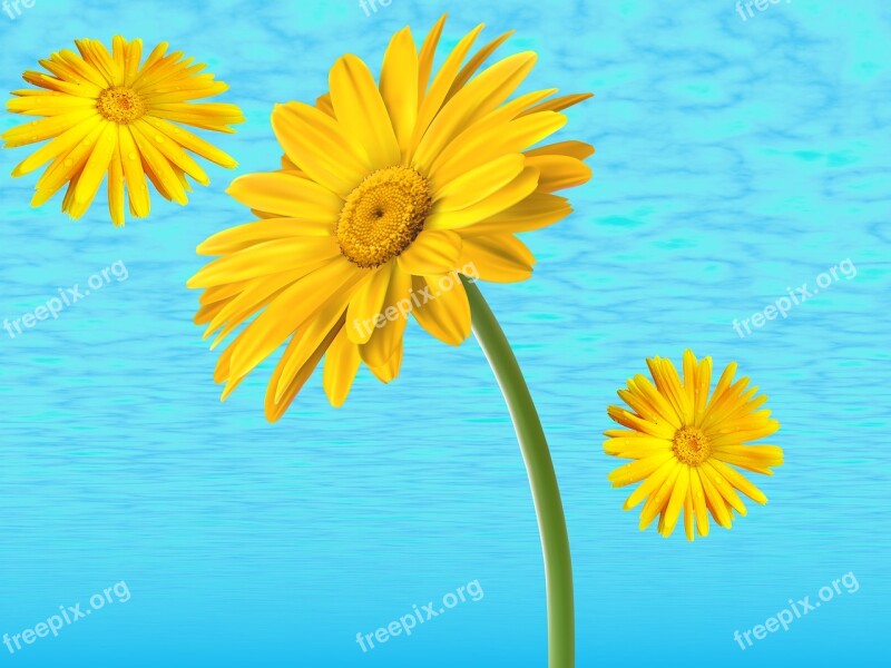 Nature Margaritas Yellow Daisies Flowers Background