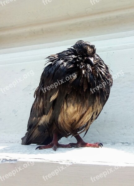 Bird Nature Feather Wild Animal