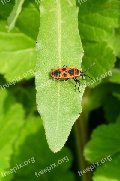 Bug Pyrrhocoris Apterus Insect Nature Leaf