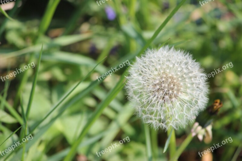 Plant Nature Flower Grass Summer