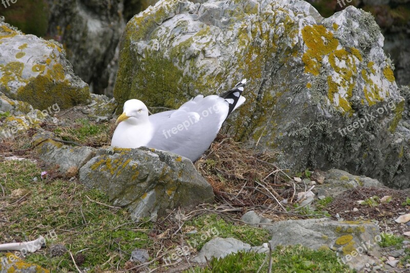 Nature Outdoors Bird-nest Gull-nest Gull