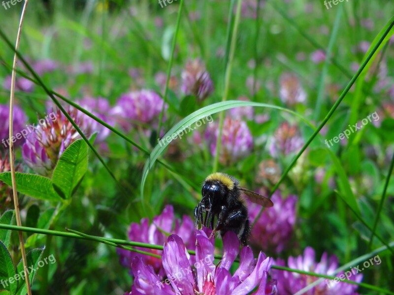 Natural Flower Insect Plant Outdoor