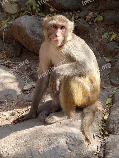 Monkey Primate Wildlife Mammal Macaque