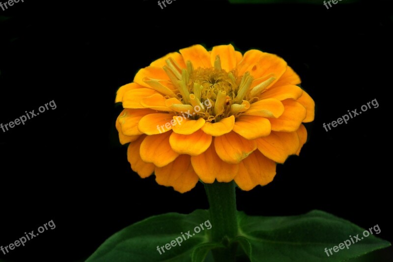 Flower Zinnia Yellow Nature Plant