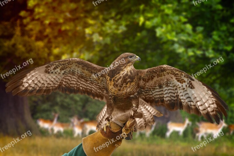 Ferruginous Hawk Raptor Nature Bird Of Prey Bird