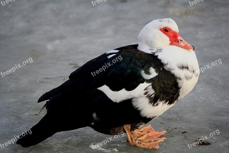 Duck Waterfowl Metallurgy Nature Winter