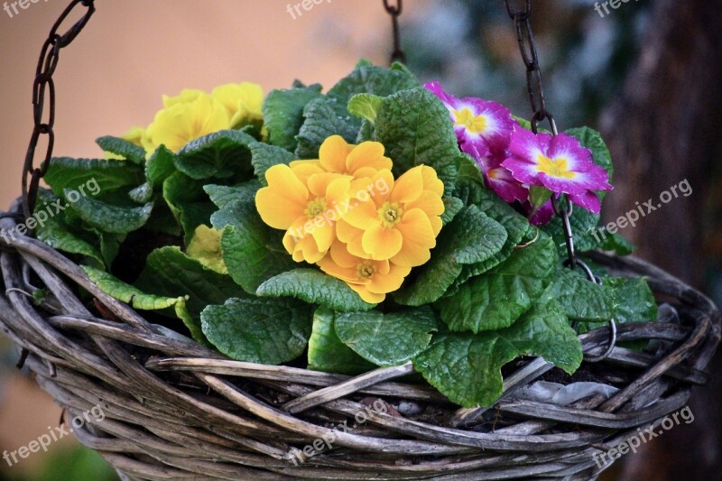 Spring Cowslip Flower Nature Leaf