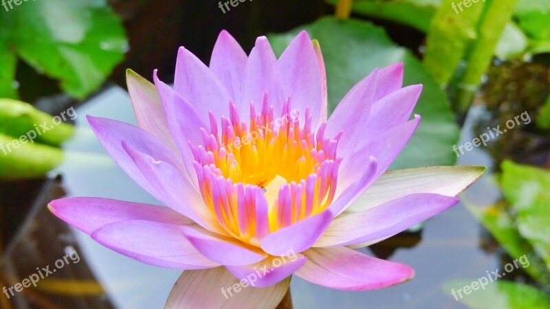 Flowers Lotus Purple Purple Lotus Free Photos