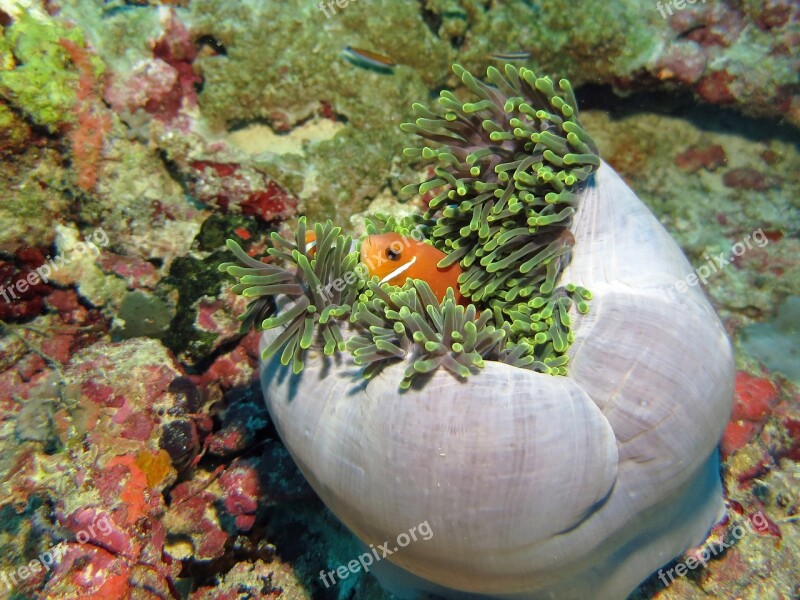 Nemo Fish Water Underwater Sea Anemone