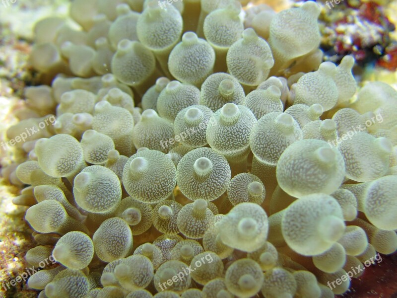 Macro Sea Anemone Underwater Nature Sea