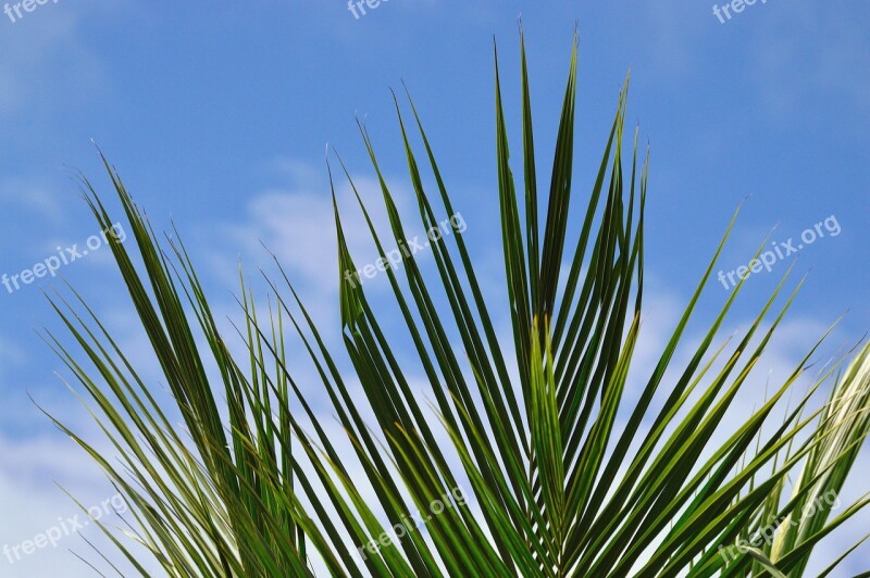 Nature Summer Outdoors Plant Leaf