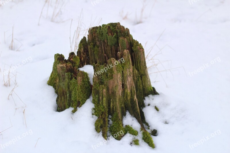 Nature Winter Snow Tree Stump Stub