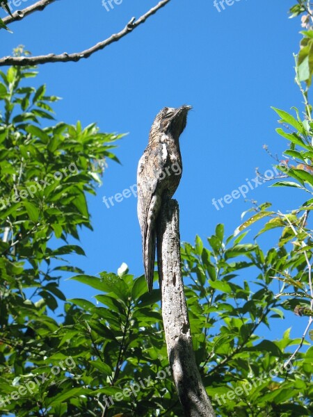 Nature Tree Outdoors Birds Wild Life