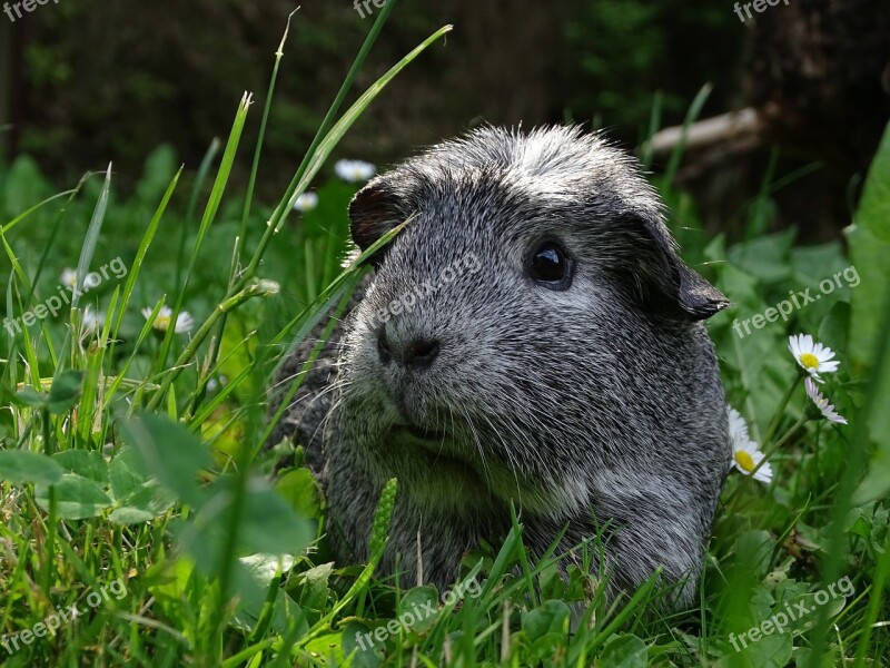 Guinea-pig Mammal Guinea Pigs Cute Agouti