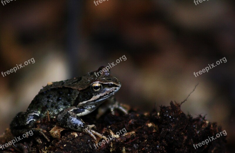 Frog Animal World Nature Amphibian Small