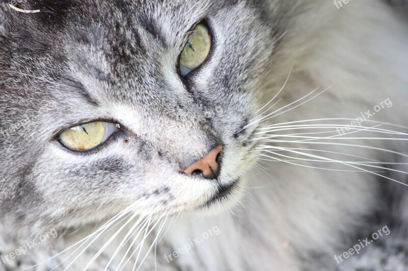 Cat Staring At Fur Cute Search