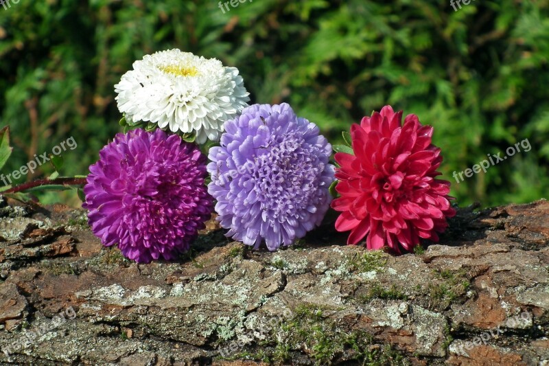 Nature Flower Aster Plant Garden