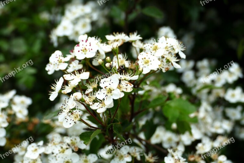 Hastings Flower Plant Nature Season