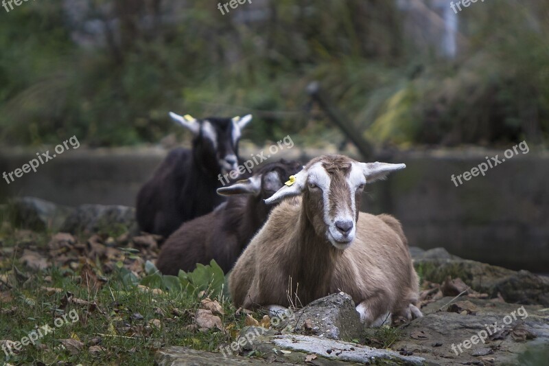 Berlin Animal Park Berlin Prima Donna Goat Free Photos