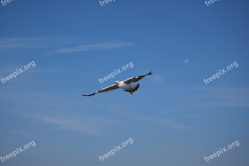 Flight Aves Sky The Earth's Atmosphere Nature