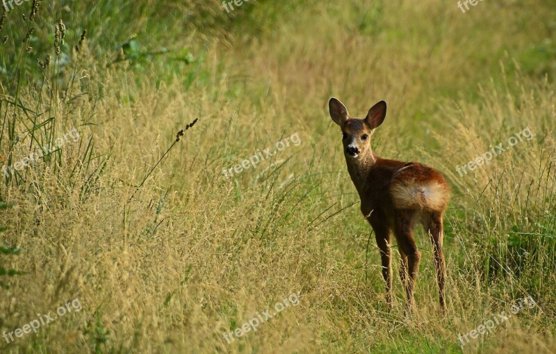 Roe Deer Grass Animal World Mammal Nature