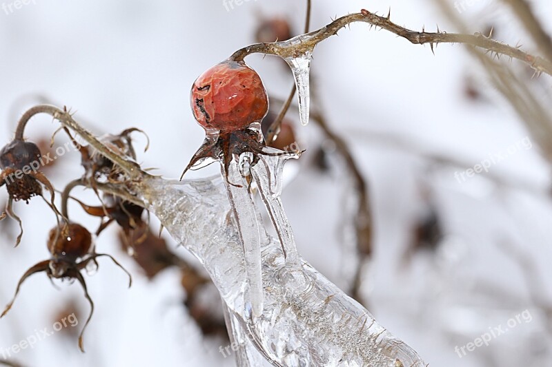 Rosehip Nature Closeup Winter Season