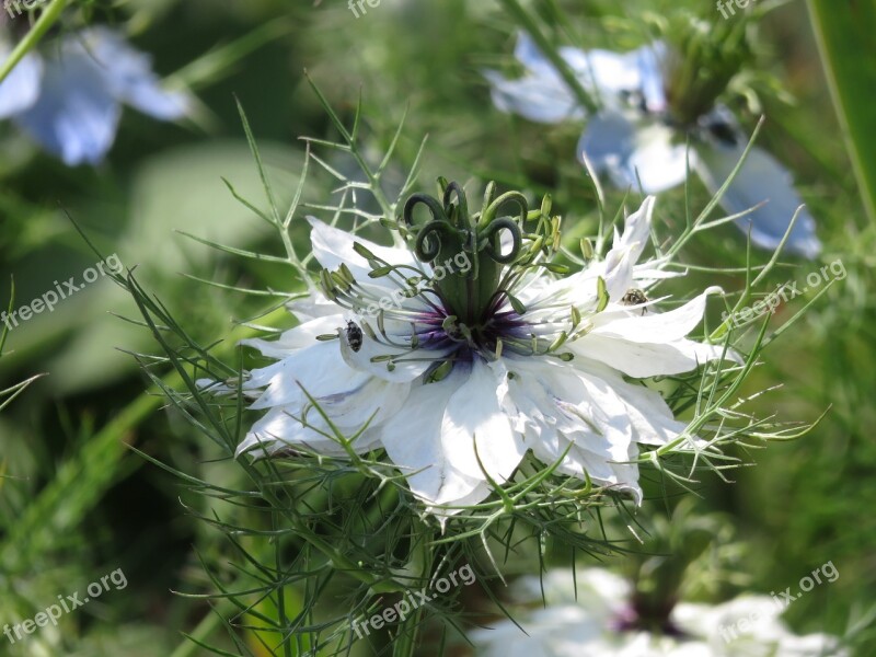 Nature Flower Plant Virgin Green