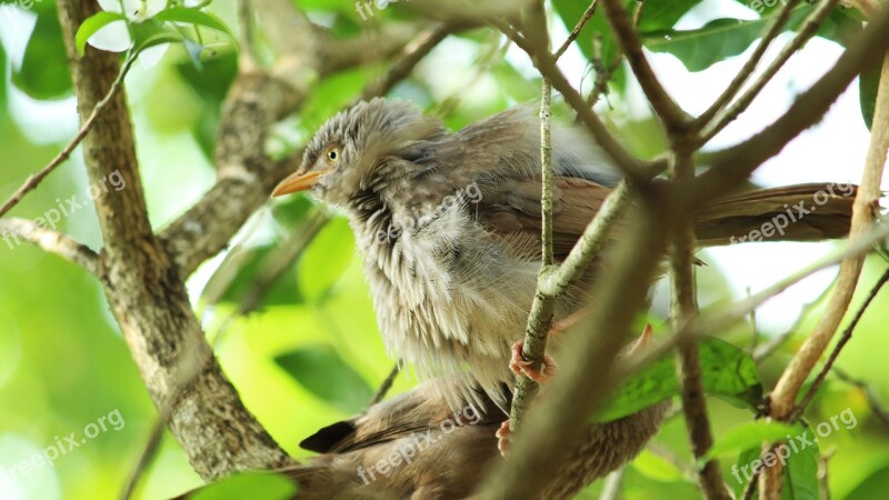 Wildlife Nature Tree Bird Outdoors