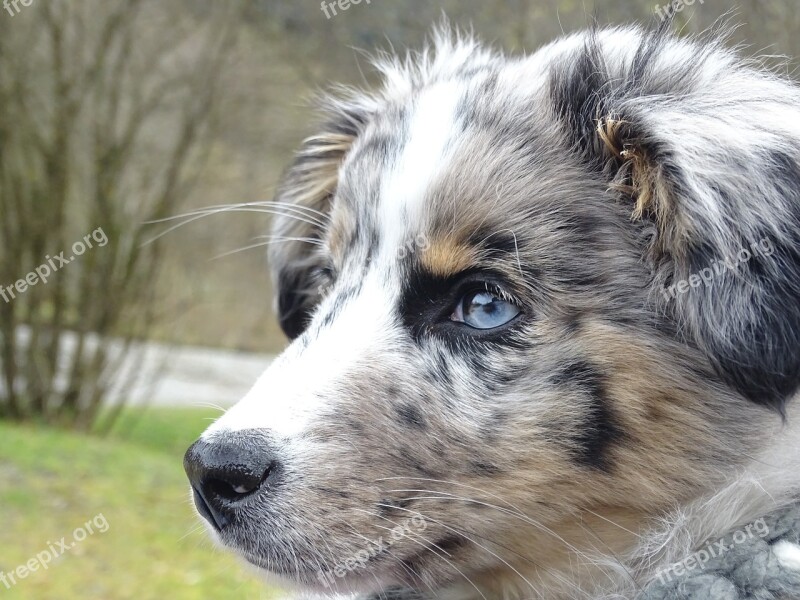 Australian Shepherd Dog Merle Pet Portrait