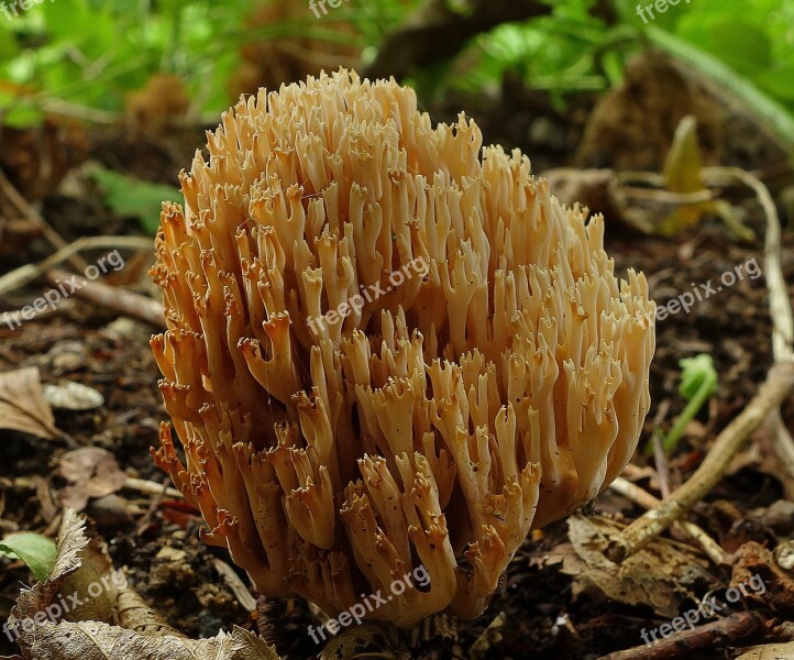 Coral Fungus Mushroom Nature Toadstool Environment