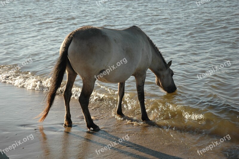 Horse Drinking Water Animals Mammal