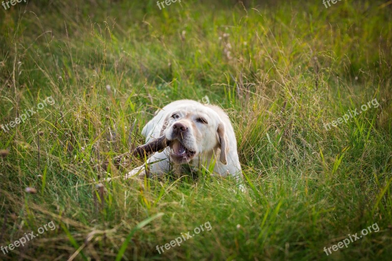 Labrador Animals Lawn Nature Mammals