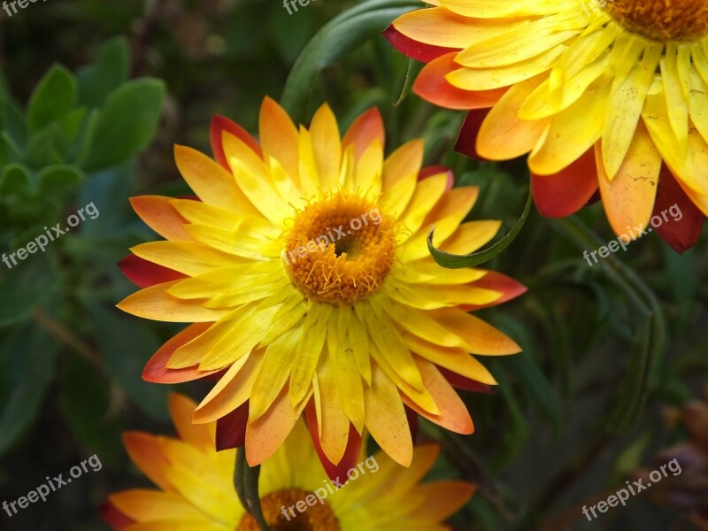 Yellow Flower Flora Petals Nature Flower