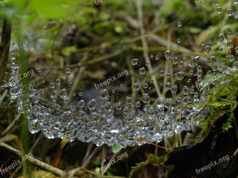 Dew Water-drop Moss Macro Dew-drop