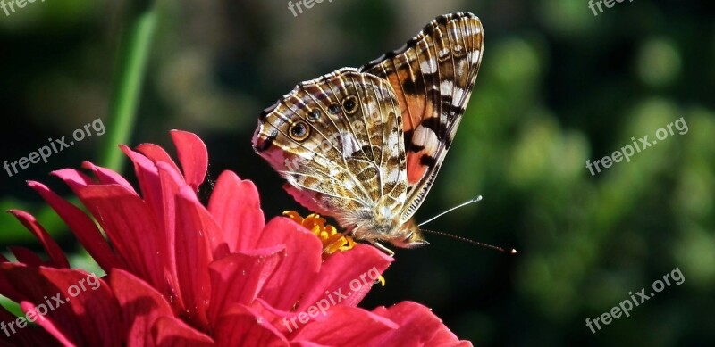 Nature Flower Zinnia Insect Plant