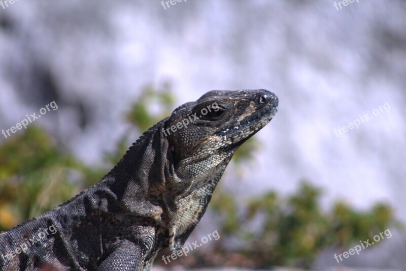 Nature Wild Life Animalia Lizard Reptile