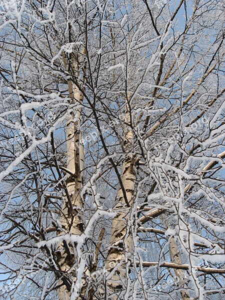 Winter Snow Tree Leann Coldly